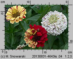 Zinnia elegans (cynia wytworna)