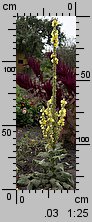 Verbascum densiflorum (dziewanna wielkokwiatowa)