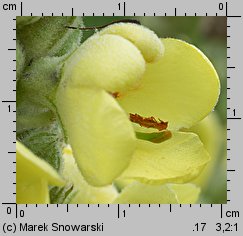 Verbascum densiflorum (dziewanna wielkokwiatowa)