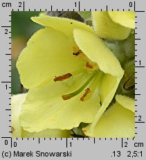 Verbascum densiflorum (dziewanna wielkokwiatowa)