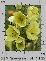 Verbascum densiflorum (dziewanna wielkokwiatowa)