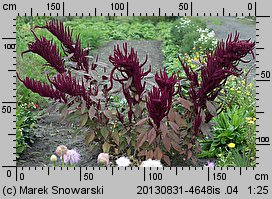 Amaranthus cruentus (szarłat wyniosły)