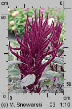 Amaranthus cruentus (szarłat wyniosły)