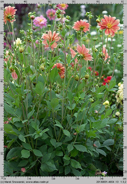 Dahlia hort. Unwins
