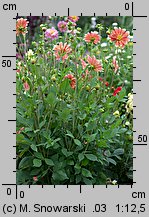 Dahlia hort. Unwins