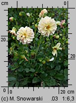 Dahlia hort. Unwins