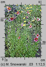 Salpiglossis sinuata (tujałka zmienna)