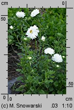 Callistephus chinensis (aster chiński)