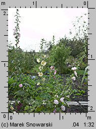 Alcea rosea (malwa różowa)