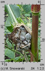 Zea mays ssp. saccharata (kukurydza zwyczajna cukrowa)