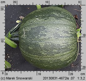 Cucurbita pepo (dynia zwyczajna)