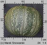 Cucurbita pepo (dynia zwyczajna)