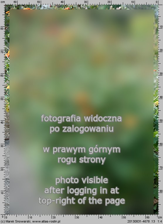 Tithonia rotundifolia (titonia okrągłolistna)