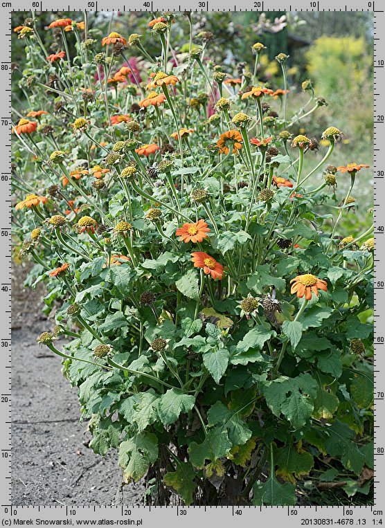 Tithonia rotundifolia (titonia okrągłolistna)