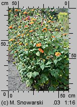 Tithonia rotundifolia (titonia okrągłolistna)