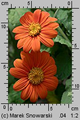 Tithonia rotundifolia (titonia okrągłolistna)