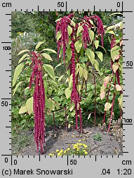 Amaranthus caudatus (szarłat zwisły)