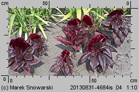 Celosia argentea var. cristata (celozja srebrzysta odm. grzebieniasta)