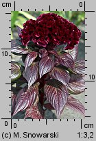 Celosia argentea var. cristata (celozja srebrzysta odm. grzebieniasta)