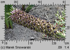 Eucomis comosa (eukomis czubaty)