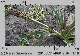 Eucomis comosa (eukomis czubaty)