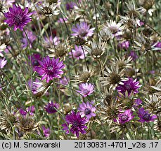 Xeranthemum annuum (suchokwiat roczny)