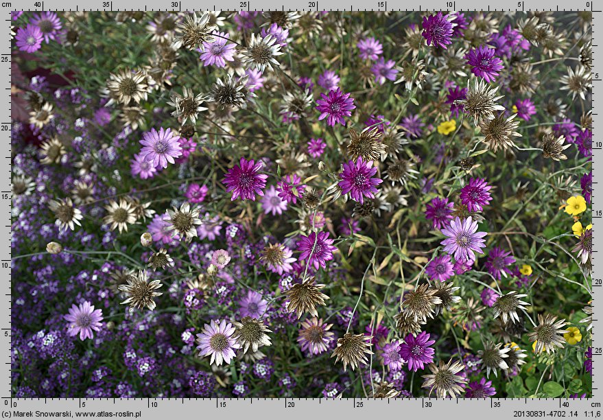 Xeranthemum annuum (suchokwiat roczny)