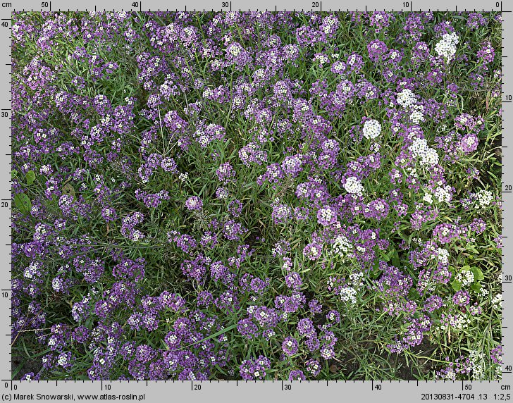 Lobularia maritima (lobularia nadmorska)