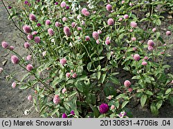 Gomphrena globosa (gomfrena kulista)