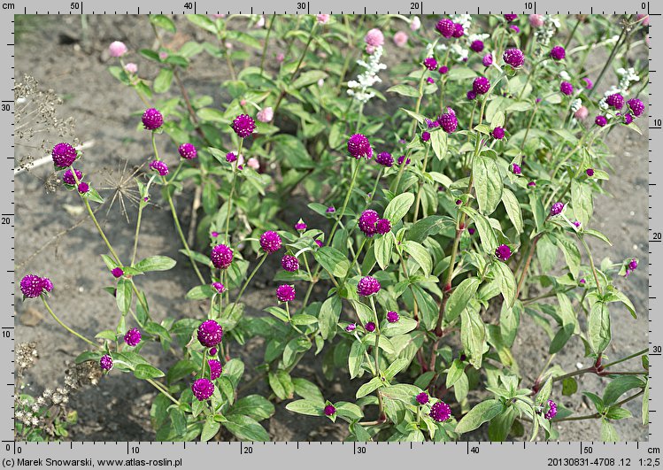 Gomphrena globosa (gomfrena kulista)