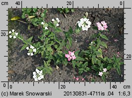 Verbena ×hybrida (werbena ogrodowa)