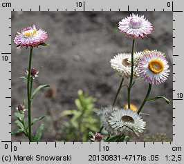 Helichrysum bracteatum (kocanki ogrodowe)