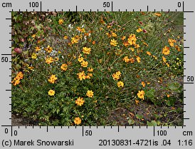 Cosmos sulphureus (kosmos siarkowy)