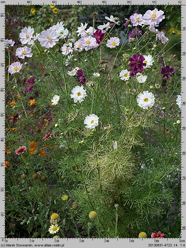 Cosmos bipinnatus Double Click mix