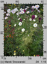 Cosmos bipinnatus Double Click mix