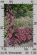 Amaranthus tricolor (szarłat ciemny)