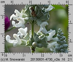 Salvia farinacea (szałwia omączona)