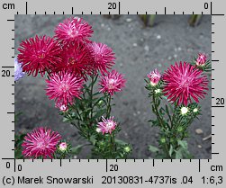 Callistephus chinensis (aster chiński)