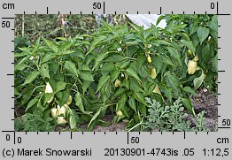 Capsicum annuum (papryka roczna)