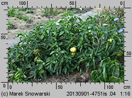 Capsicum annuum (papryka roczna)