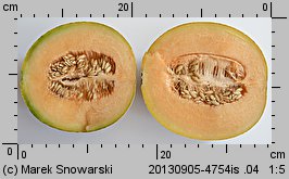 Cucumis melo (ogórek melon)