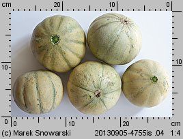 Cucumis melo (ogórek melon)