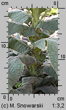 Verbascum densiflorum (dziewanna wielkokwiatowa)