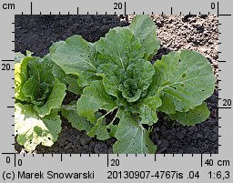 Brassica pekinensis (kapusta pekińska)