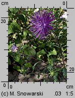 Callistephus chinensis (aster chiński)