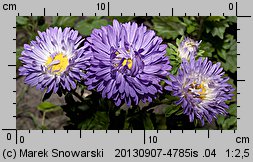 Callistephus chinensis (aster chiński)