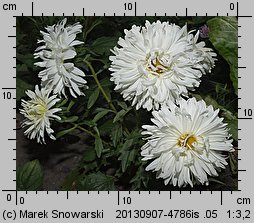 Callistephus chinensis (aster chiński)