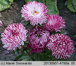 Callistephus chinensis (aster chiński)