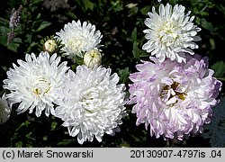 Callistephus chinensis (aster chiński)