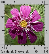 Cosmos bipinnatus Double Click mix